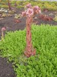 thumb P7101354.JPG